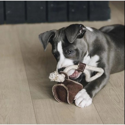 Baseball leke til hund fra Kentucky