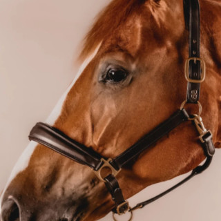 Lærgrime klassisk fra Brisque Bridlewear